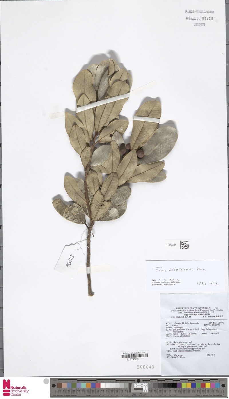 Ficus bataanensis photo 4