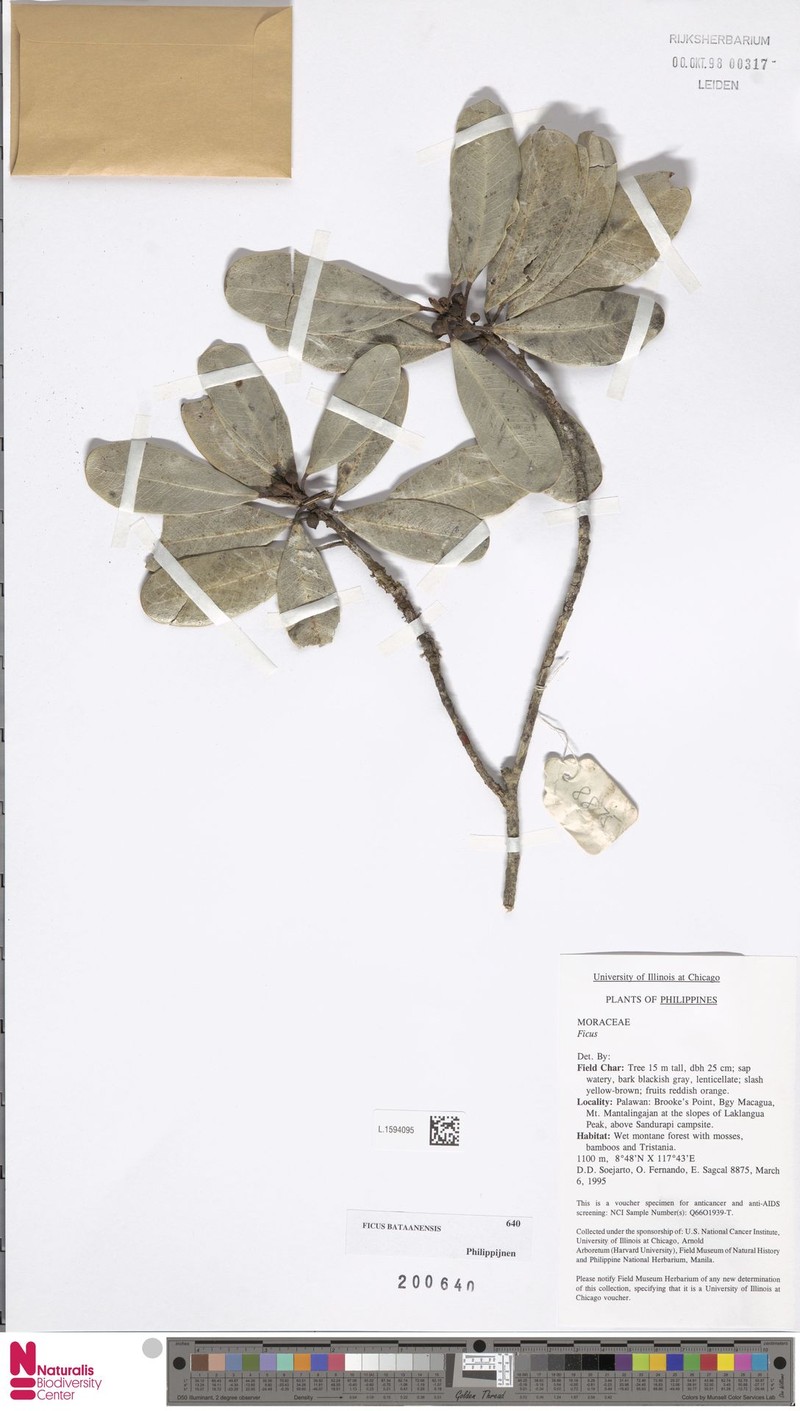 Ficus bataanensis photo 5