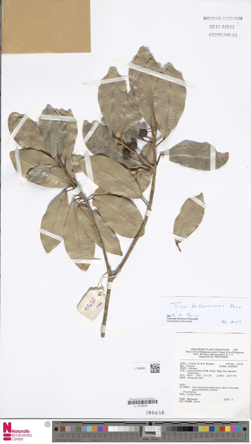 Ficus bataanensis photo 6