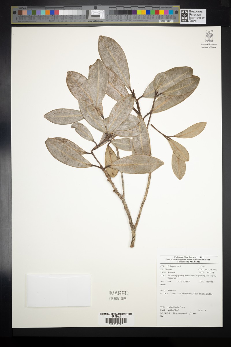 Ficus bataanensis photo 7