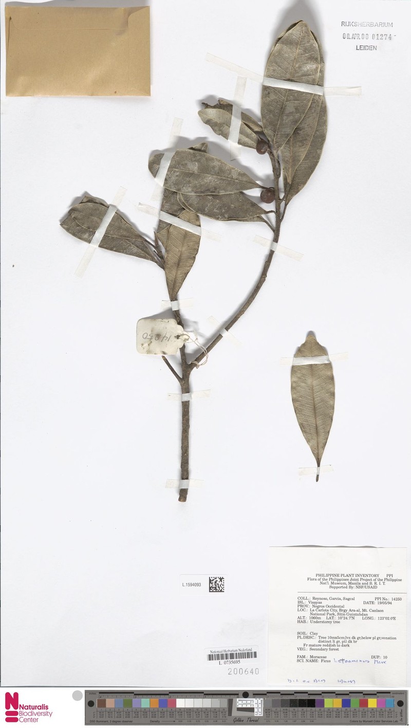 Ficus bataanensis photo 8