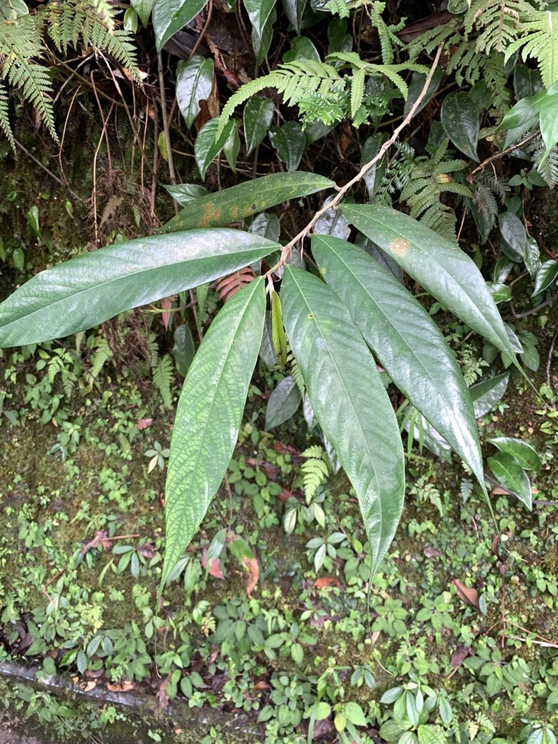 Ficus beccarii photo 2
