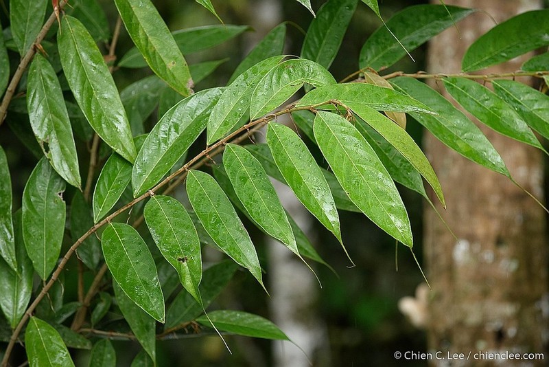 Ficus beccarii photo 3