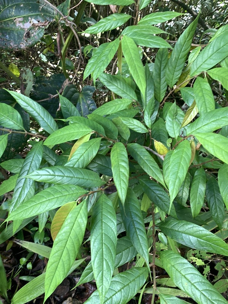Ficus beccarii photo 4