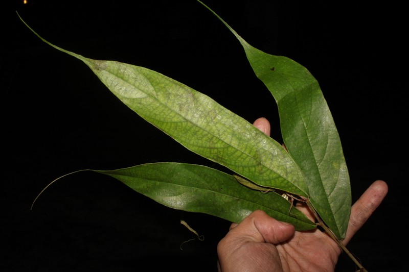 Ficus beccarii photo 5