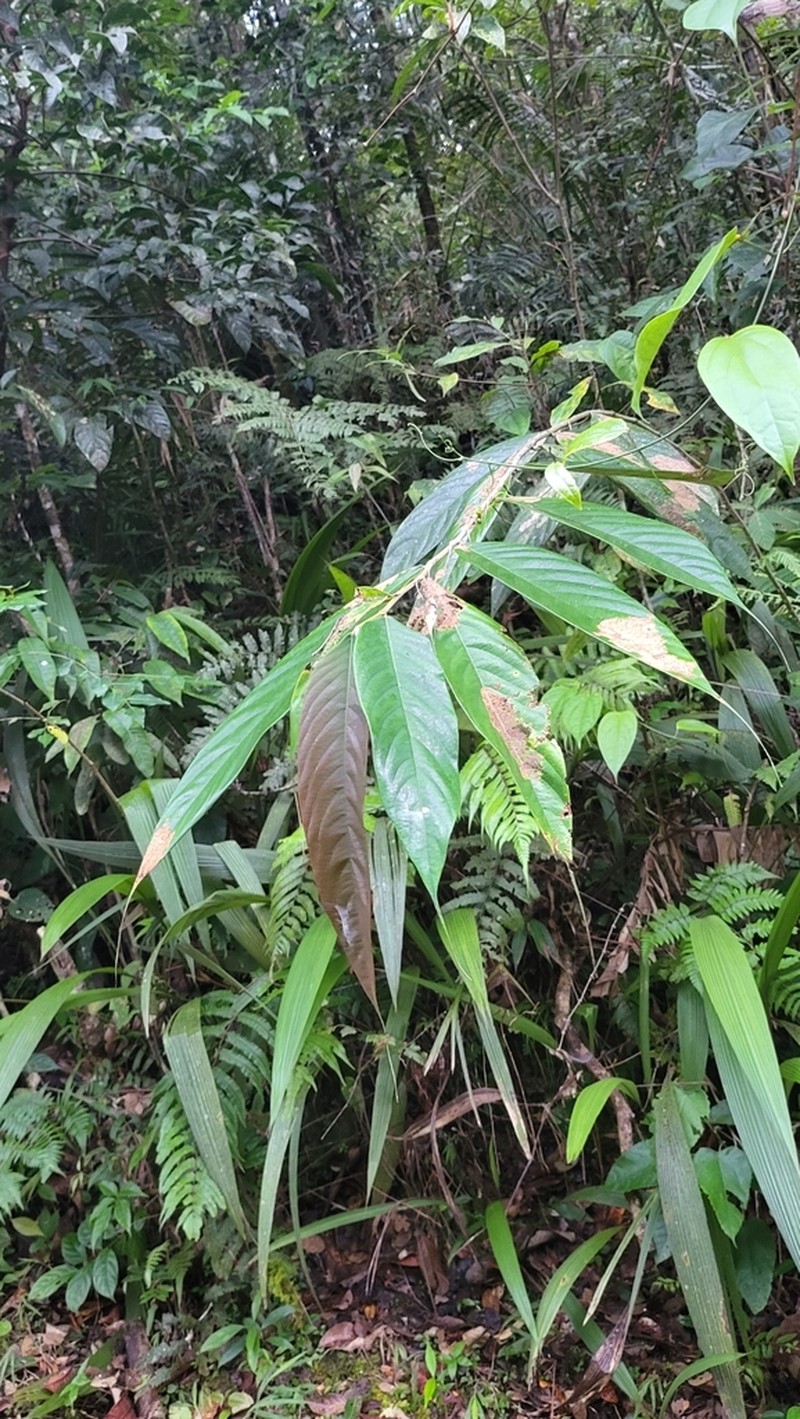 Ficus beccarii photo 6