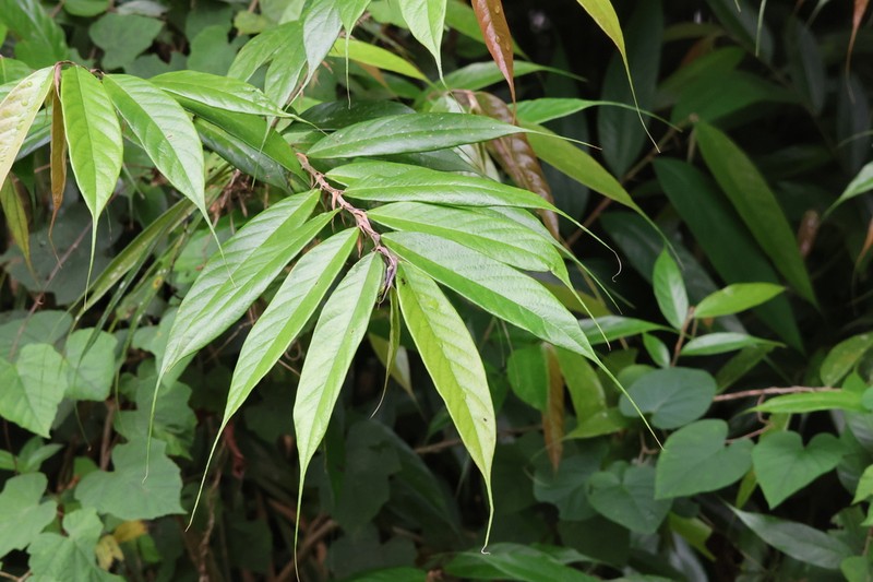 Ficus beccarii photo 7
