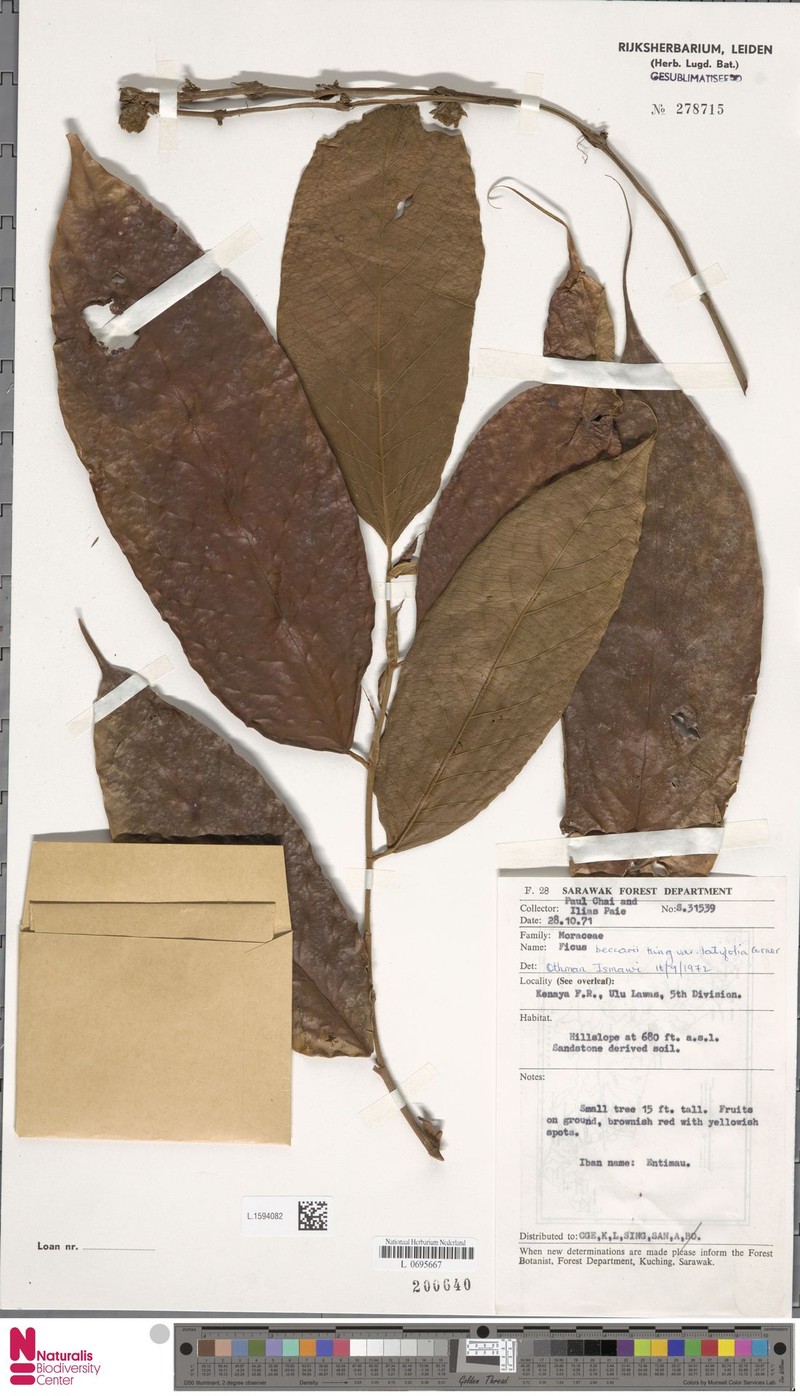 Ficus beccarii var. latifolia