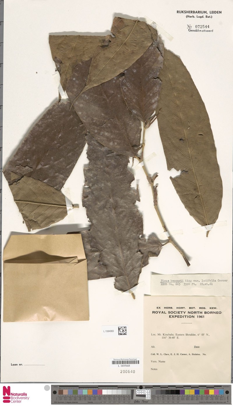 Ficus beccarii var. latifolia photo 2