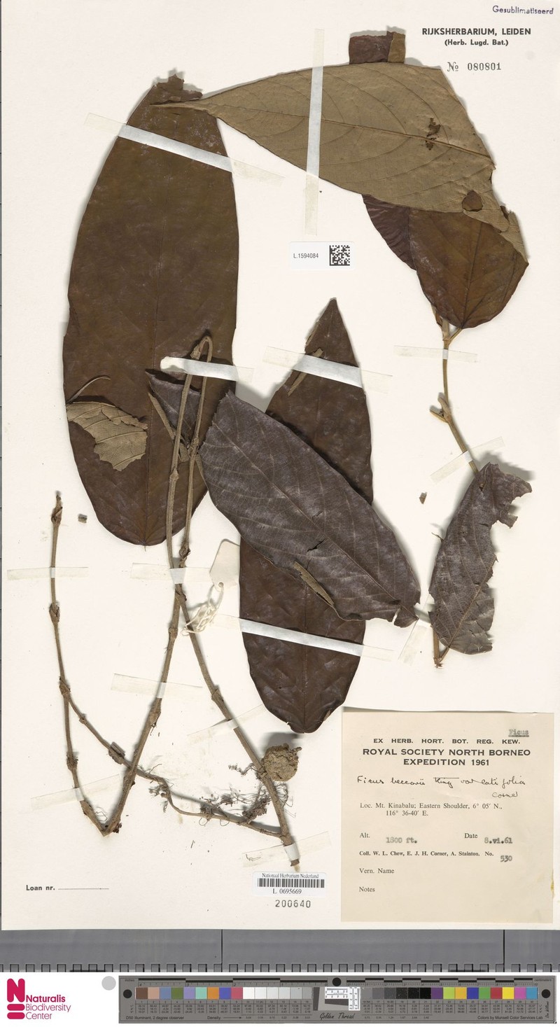 Ficus beccarii var. latifolia photo 3