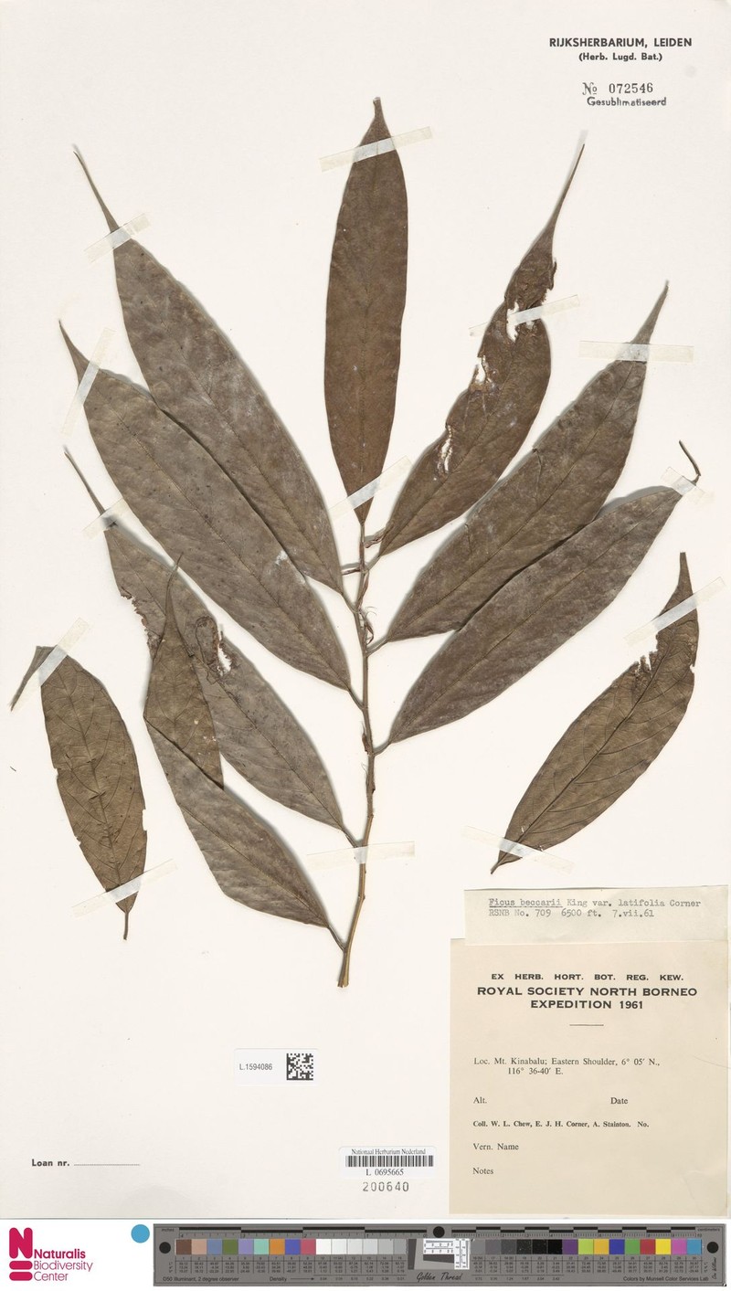 Ficus beccarii var. latifolia photo 4