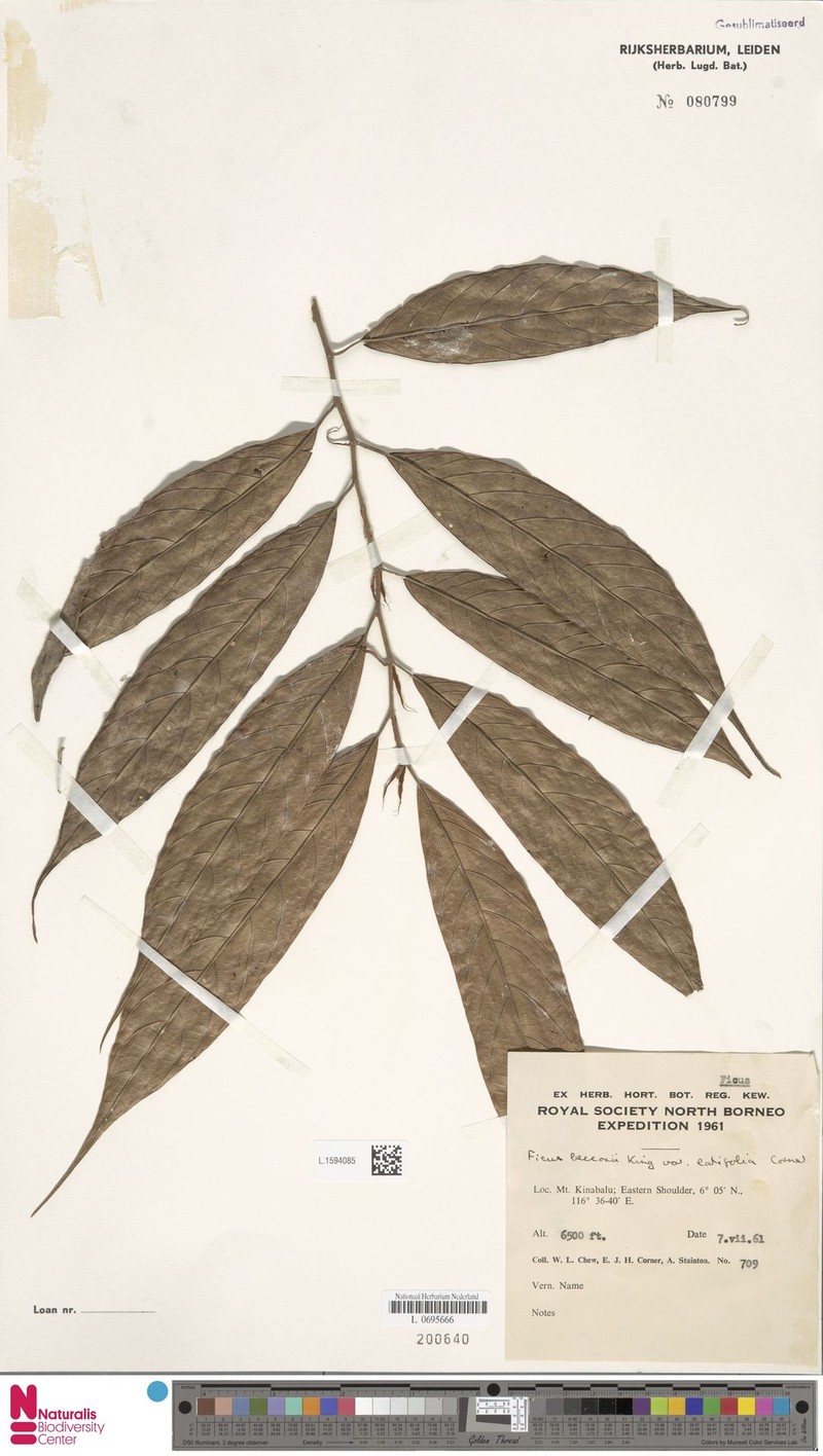 Ficus beccarii var. latifolia photo 5