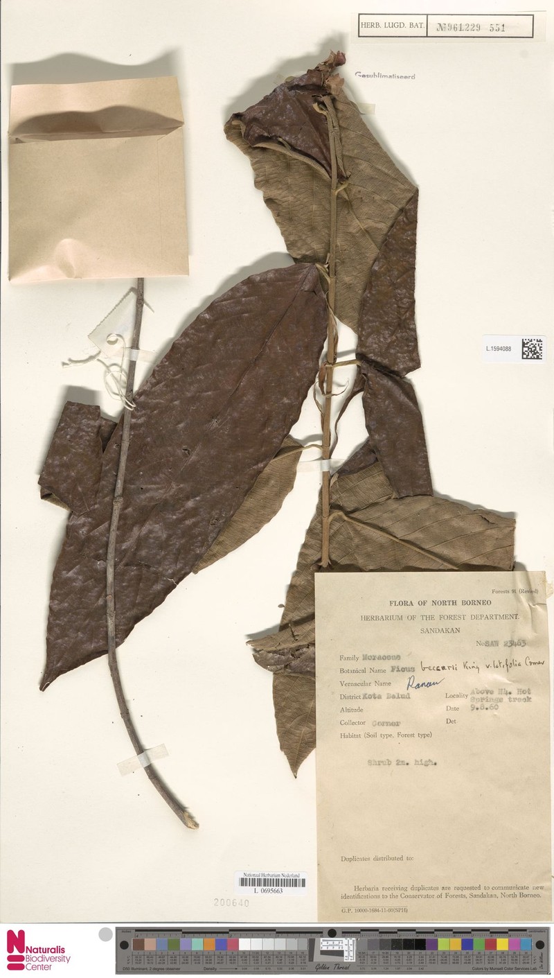Ficus beccarii var. latifolia photo 6