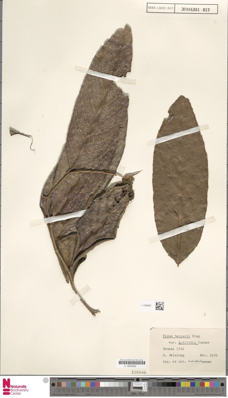 Ficus beccarii var. latifolia photo 7