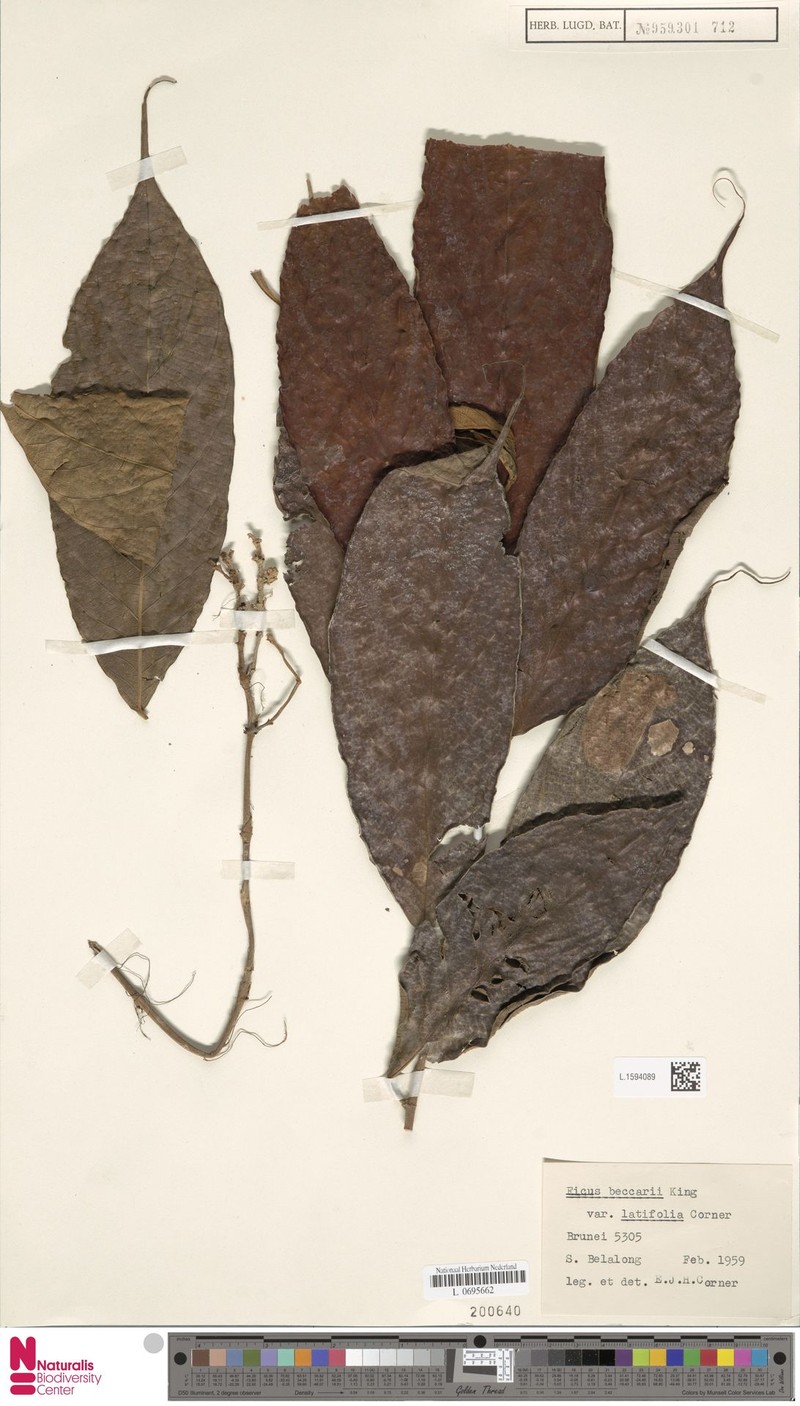 Ficus beccarii var. latifolia photo 8