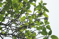 Ficus beddomei