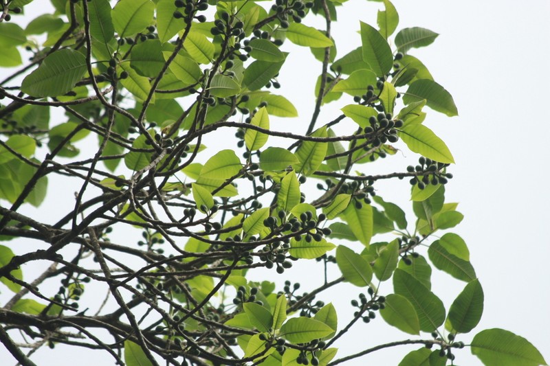 Ficus beddomei