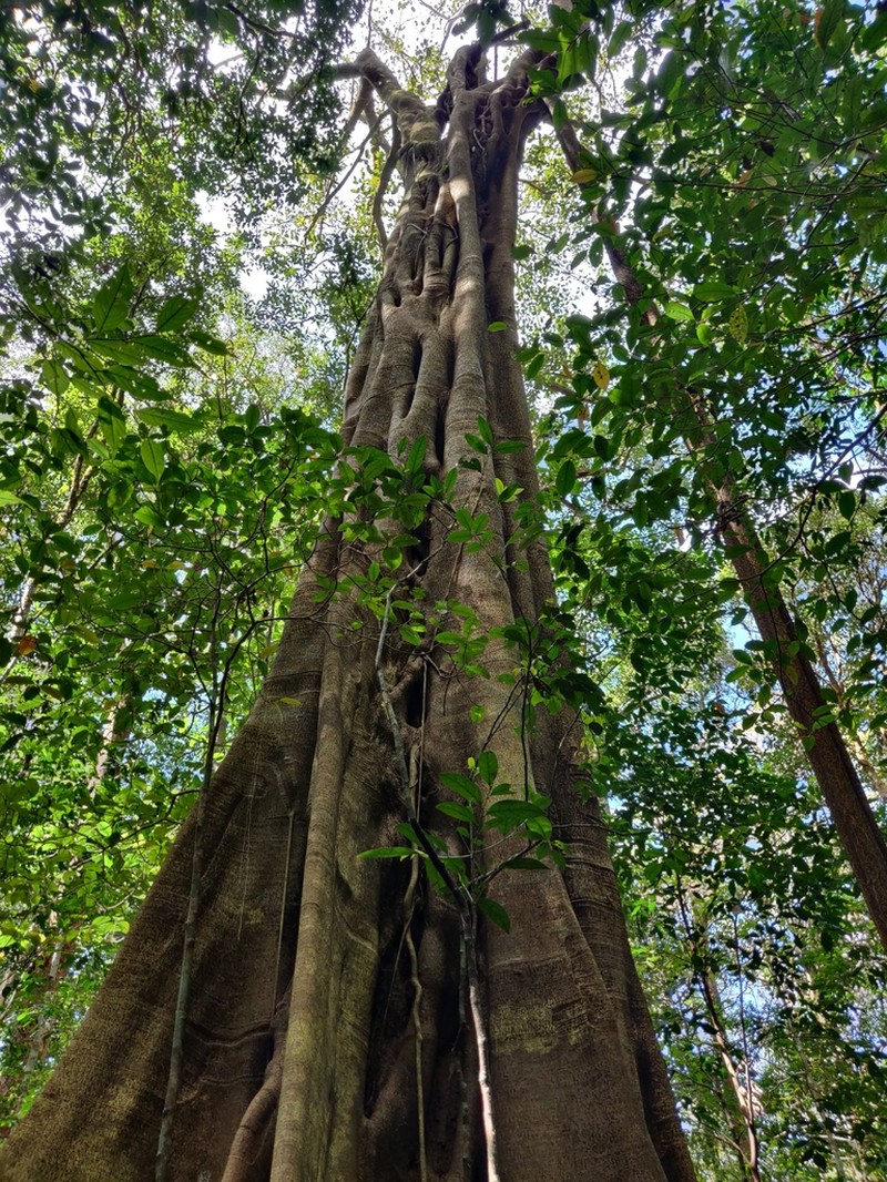 Ficus beddomei photo 2