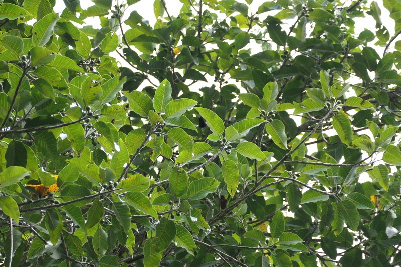 Ficus beddomei photo 3