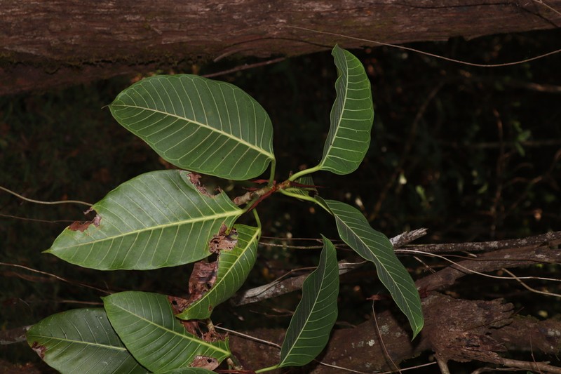 Ficus beddomei photo 4