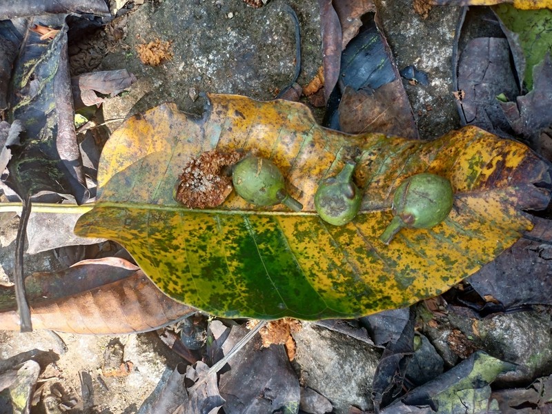 Ficus beddomei photo 5