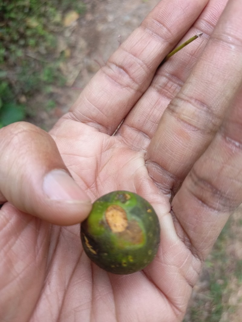 Ficus beddomei photo 6
