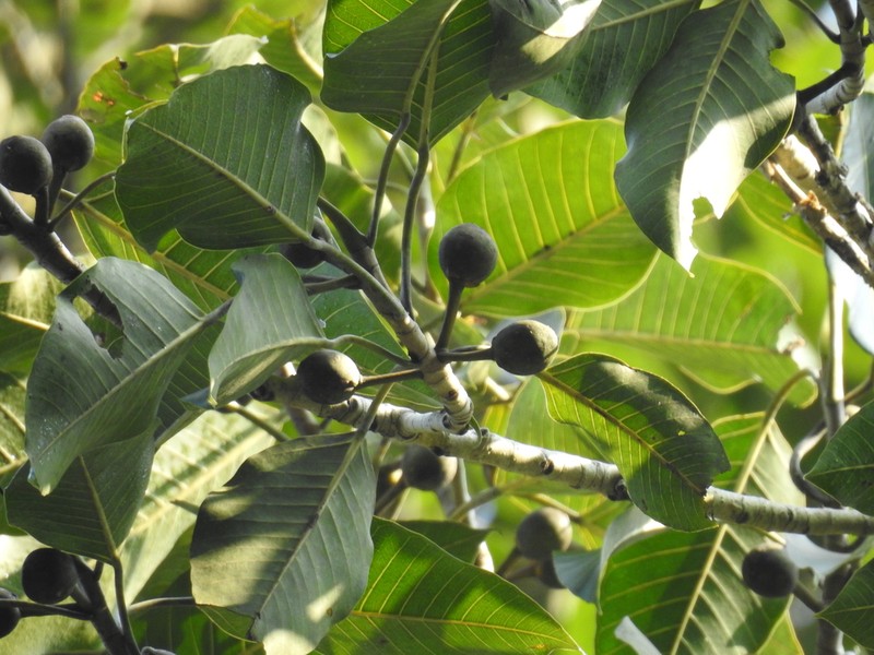 Ficus beddomei photo 7