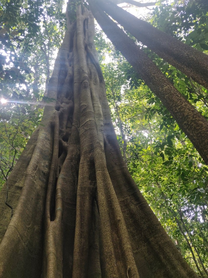 Ficus beddomei photo 8