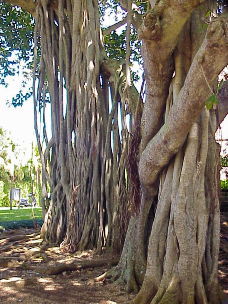 Indian Banyan photo 4