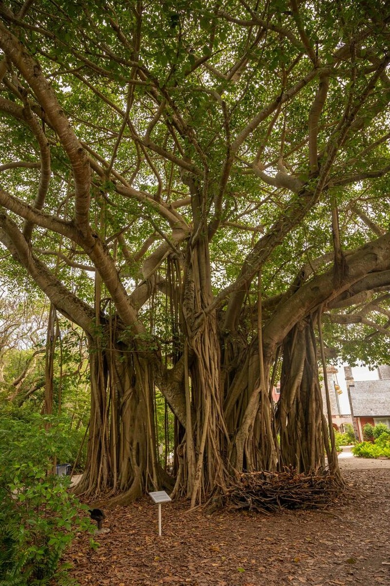 Indian Banyan photo 6
