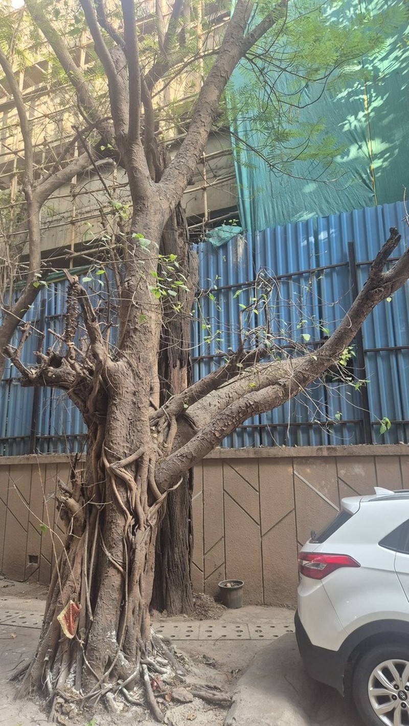 Indian Banyan photo 7