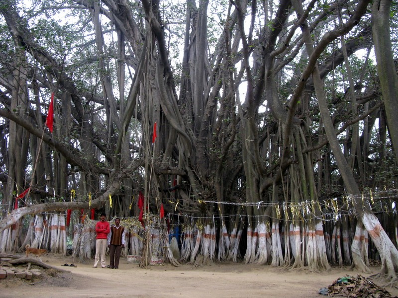 Indian Banyan photo 8