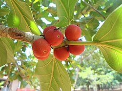 Indian Banyan
