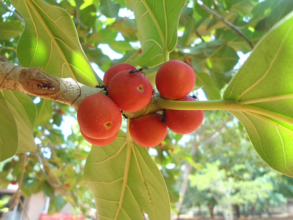 Indian Banyan photo 5