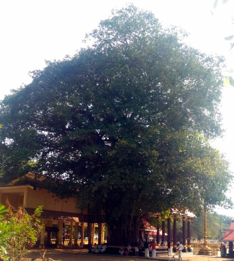 Indian Banyan photo 8