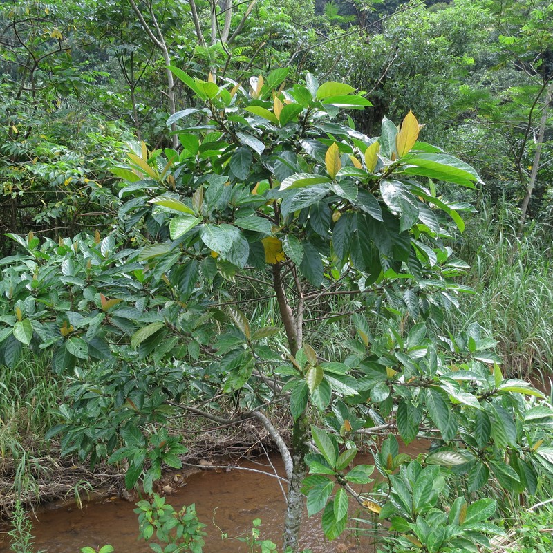 Ficus benguetensis