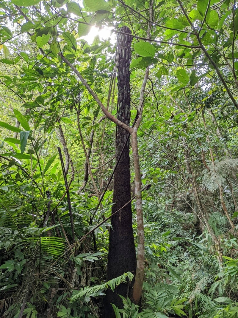 Ficus benguetensis photo 2
