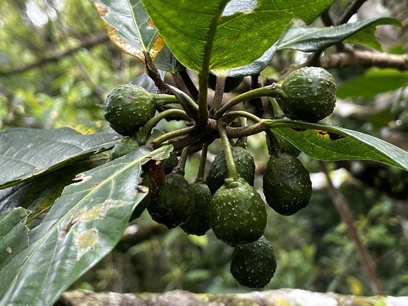 Ficus benguetensis photo 4