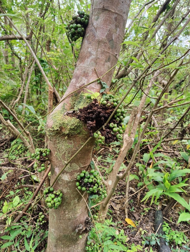 Ficus benguetensis photo 5