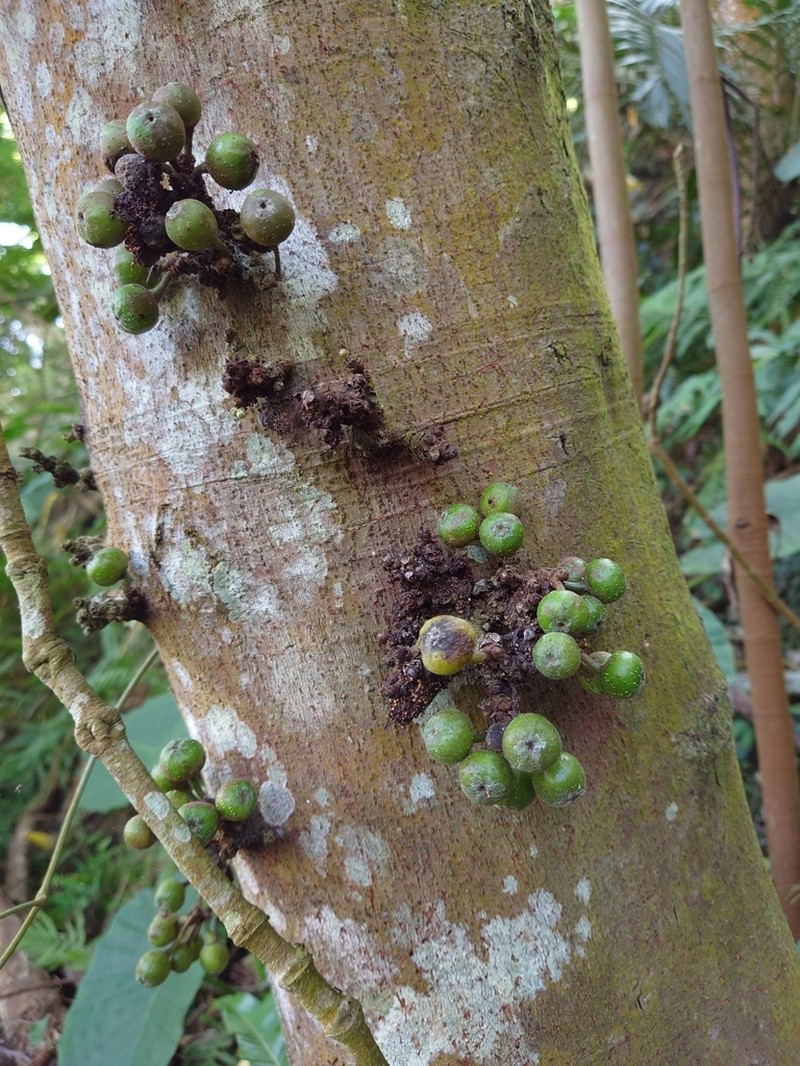 Ficus benguetensis photo 6