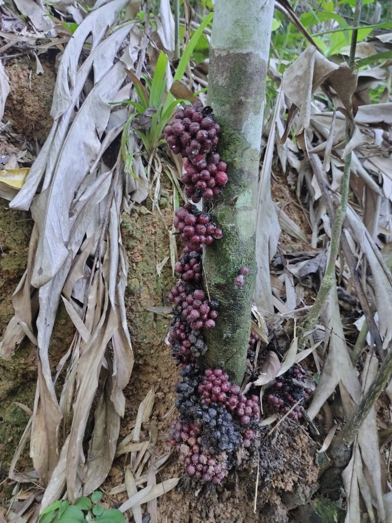 Ficus benguetensis photo 7