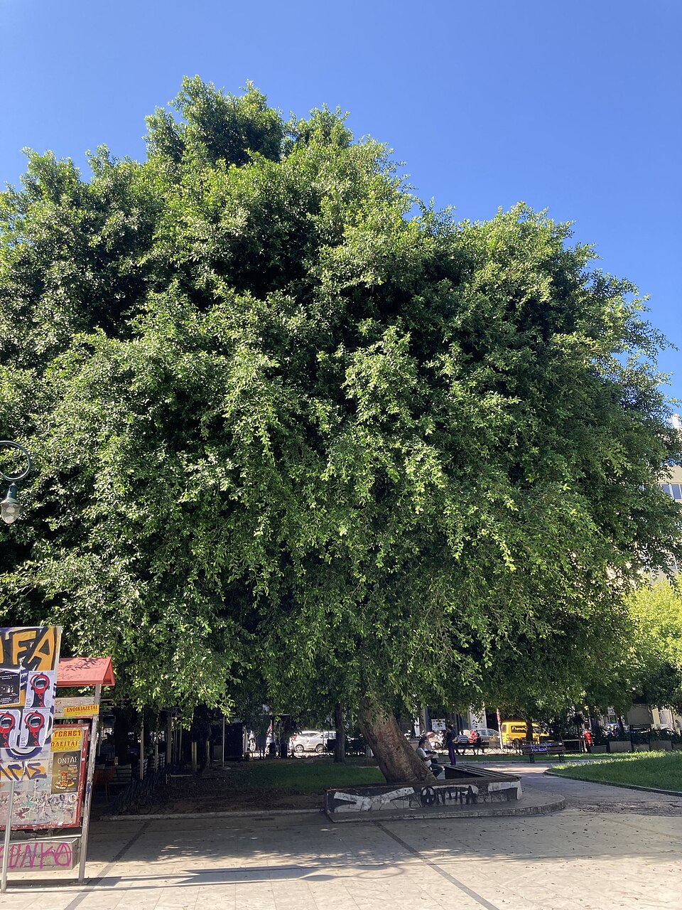 Weeping Fig photo 2