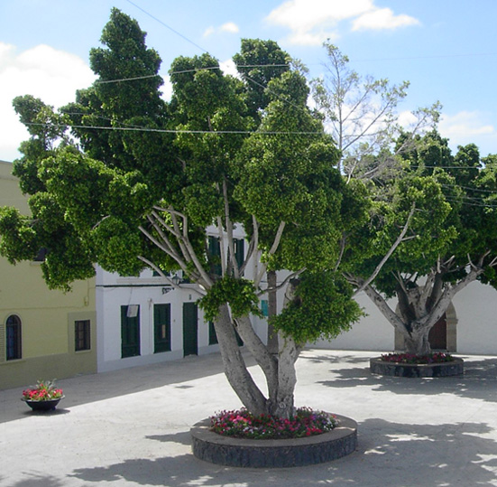 Weeping Fig photo 3