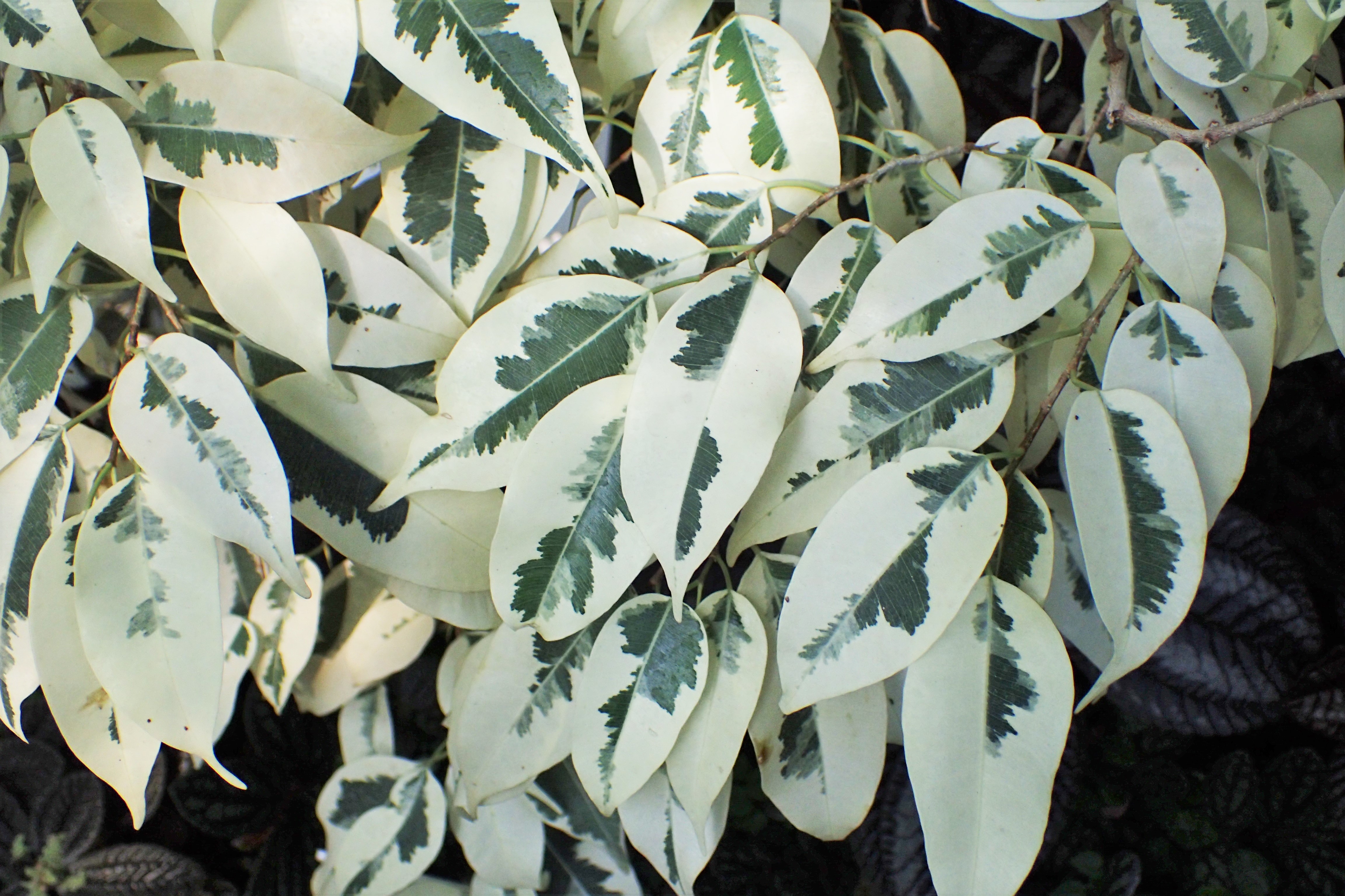 Weeping Fig photo 4