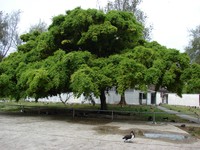 Weeping Fig