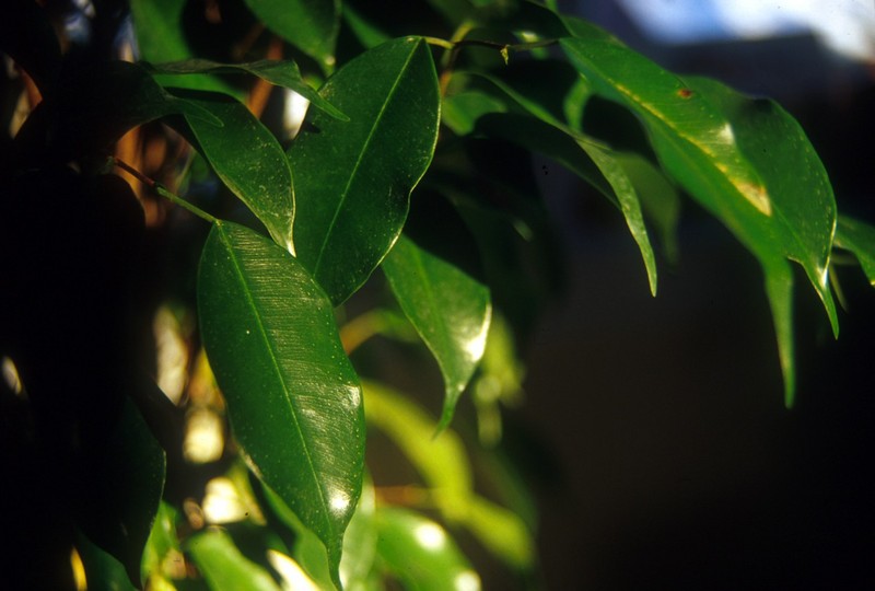 Weeping Fig photo 7