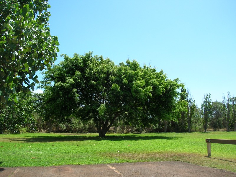 Weeping Fig photo 8