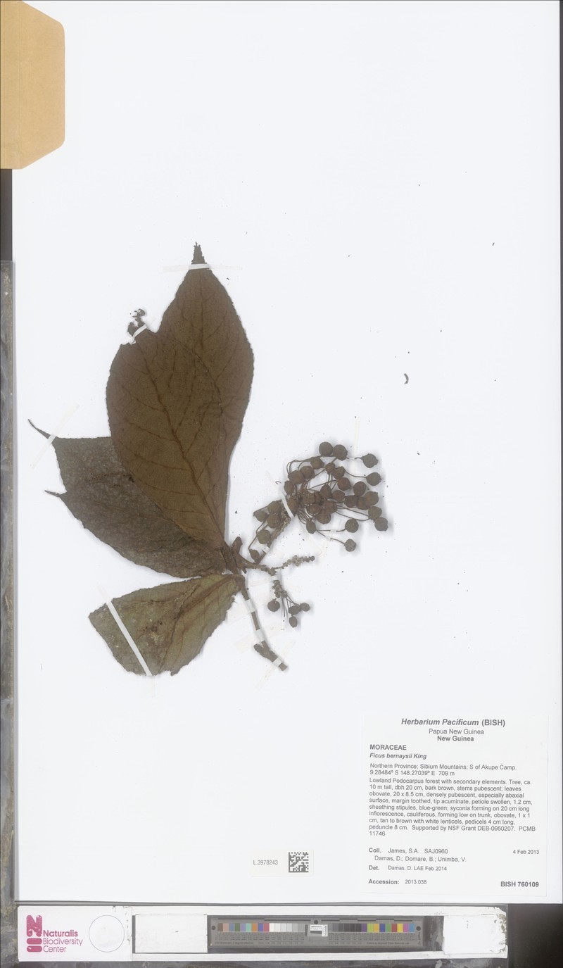 Ficus bernaysii