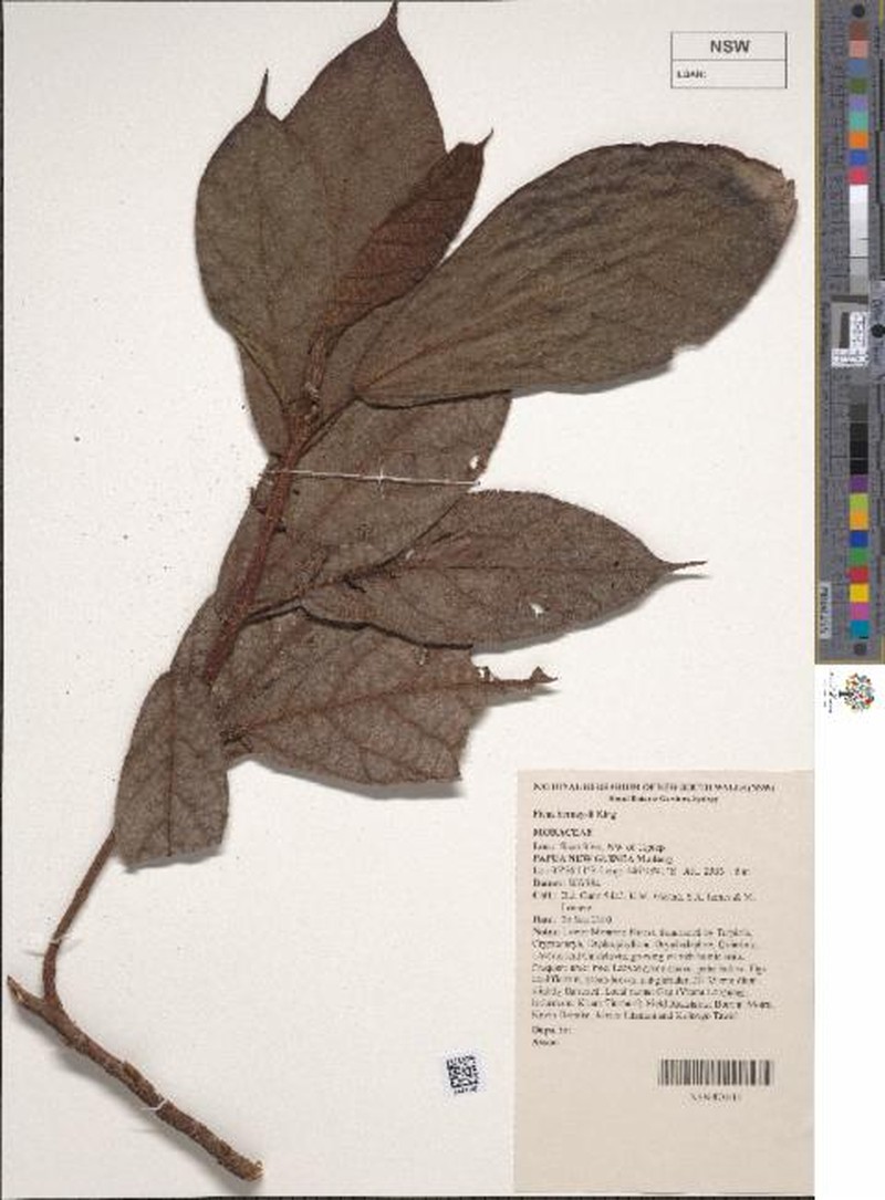 Ficus bernaysii photo 2