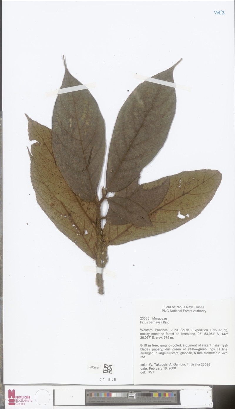 Ficus bernaysii photo 3